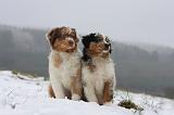 BERGER AUSTRALIEN PUPPIES 555